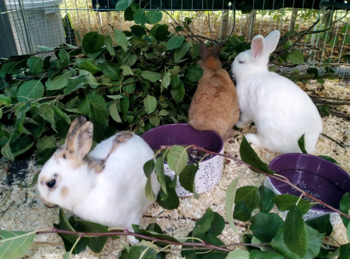 drei Kaninchen sitzen zwischen belaubten Apfelzweigen neben der Futterschale im Stall 