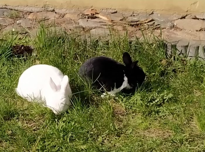 zwei Kaninchen, ein weißes und ein schwarzes, sitzen in einer grünen Wiese und futtern